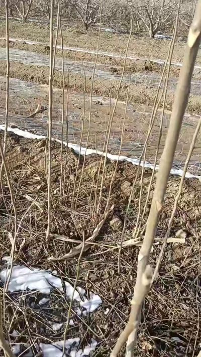 出售臭椿苗，巨峰葡萄苗。药用连翘苗，科研五号优质种苗，2/5年苗，药用连翘树，挂果树，全国包邮到家！财富密码18534302961