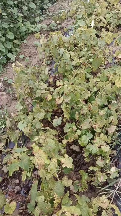 出售巨峰葡萄苗。药用连翘苗，科研五号优质种苗，2/5年苗，药用连翘树，挂果树，全国包邮到家！财富密码18534302961