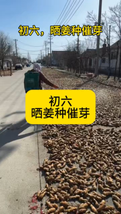 大年初六，晒姜种催芽
