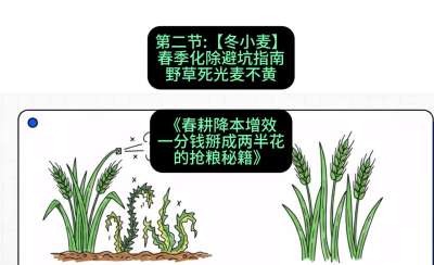 第二节：【冬小麦】春季化除避坑指南，野草死光麦不黄