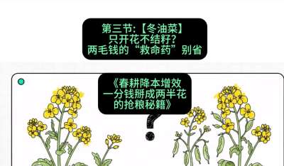 第三节：【冬油菜】只开花不结籽？两毛钱的&ldquo;救命药&rdquo;别省