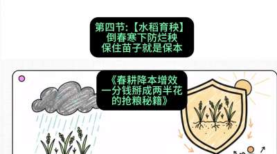 第四节：【水稻育秧】倒春寒下防烂秧，保住苗子就是保本