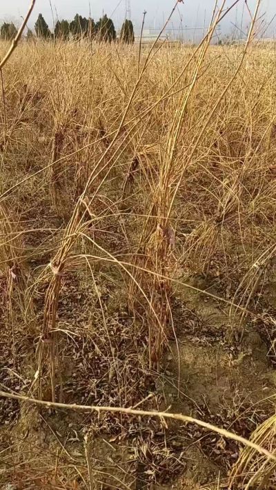 出售药用连翘苗，科研五号优质种苗，2/5年苗，药用连翘树，挂果树，全国包邮到家！财富密码18534302961出售药用连翘苗，科研五号优质种苗，2/5年苗，药用连翘树，挂果树，全国包邮到家！财富密码1