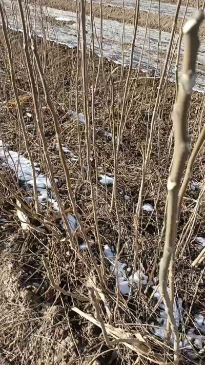 出售臭椿苗，巨峰葡萄苗。药用连翘苗，科研五号优质种苗，2/5年苗，药用连翘树，挂果树，全国包邮到家！财富密码18534302961