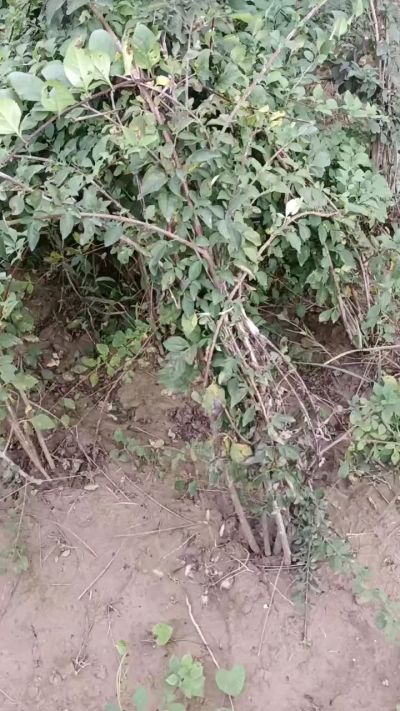 出售药用连翘苗，科研五号优质种苗，2/5年苗，药用连翘树，挂果树，全国包邮到家！财富密码18534302961