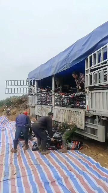 微生物菌肥发往湖北柑橘基地卸车