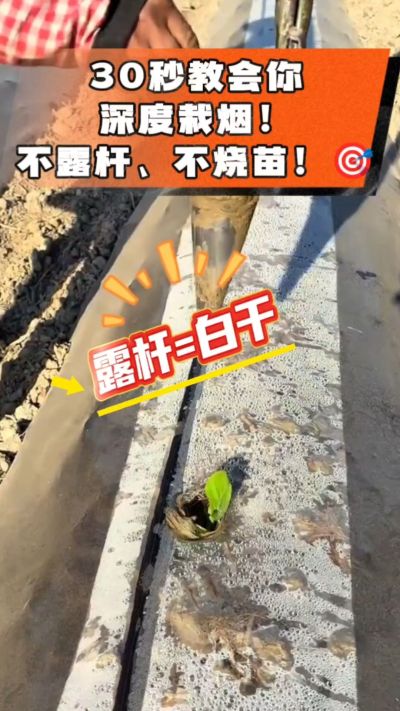 这个栽法太关键了！深栽是烤烟成活的根本，亲测有效！