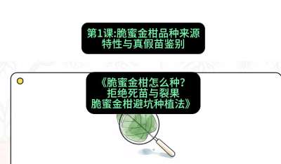 第1节：脆蜜金柑品种来源、特性与真假苗鉴别，课程：《脆蜜金柑怎么种？拒绝死苗与裂果，脆蜜金柑8步避坑种植法》#识农AI