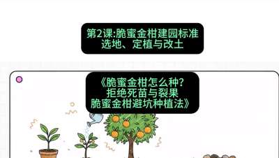 第2节：脆蜜金柑建园标准：选地、定植与改土，课程：《脆蜜金柑怎么种？拒绝死苗与裂果，脆蜜金柑8步避坑种植法》#识农AI