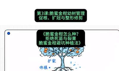 第3节：脆蜜金柑幼树管理：促根、扩冠与整形修剪，课程：《脆蜜金柑怎么种？拒绝死苗与裂果，脆蜜金柑8步避坑种植法》#识农AI