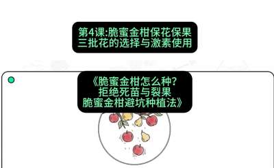 第4节：脆蜜金柑保花保果：三批花的选择与激素使用，课程：《脆蜜金柑怎么种？拒绝死苗与裂果，脆蜜金柑8步避坑种植法》#识农AI