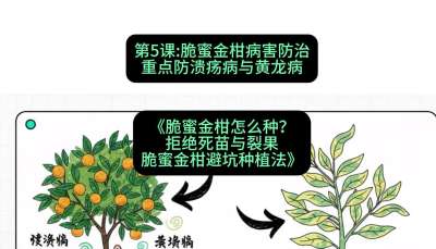 第5节：脆蜜金柑病害防治：重点防溃疡病与黄龙病，课程：《脆蜜金柑怎么种？拒绝死苗与裂果，脆蜜金柑8步避坑种植法》#识农AI