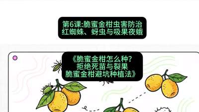 第6节：脆蜜金柑虫害防治：红蜘蛛、蚜虫与吸果夜蛾，课程：《脆蜜金柑怎么种？拒绝死苗与裂果，脆蜜金柑8步避坑种植法》#识农AI