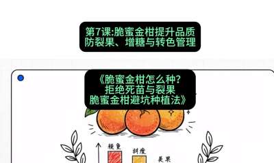 第7节：脆蜜金柑提升品质：防裂果、增糖与转色管理，课程：《脆蜜金柑怎么种？拒绝死苗与裂果，脆蜜金柑8步避坑种植法》#识农AI