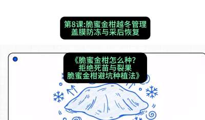 第8节：脆蜜金柑越冬管理：盖膜防冻与采后恢复，课程：《脆蜜金柑怎么种？拒绝死苗与裂果，脆蜜金柑8步避坑种植法》#识农AI