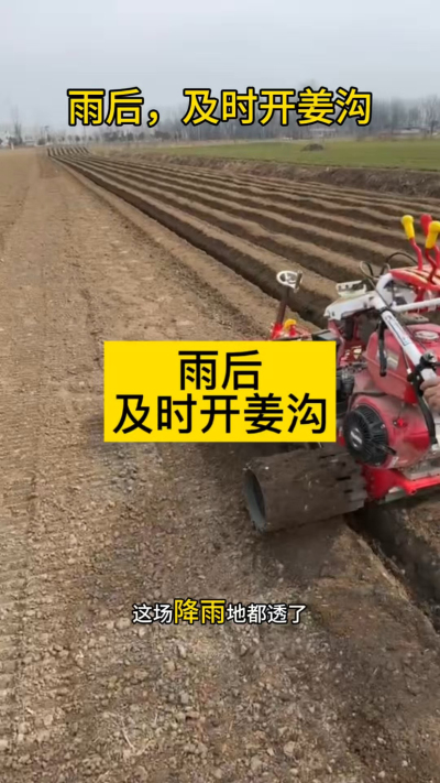 雨后，及时开姜沟！