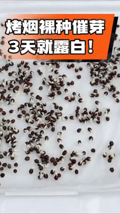 烤烟裸种催芽小技巧，清水浸泡、保温保湿，3天就能露白，出苗快又齐！烟农朋友收藏备用～