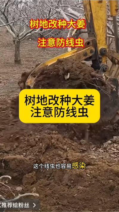 树地改种大姜，注意防线虫！