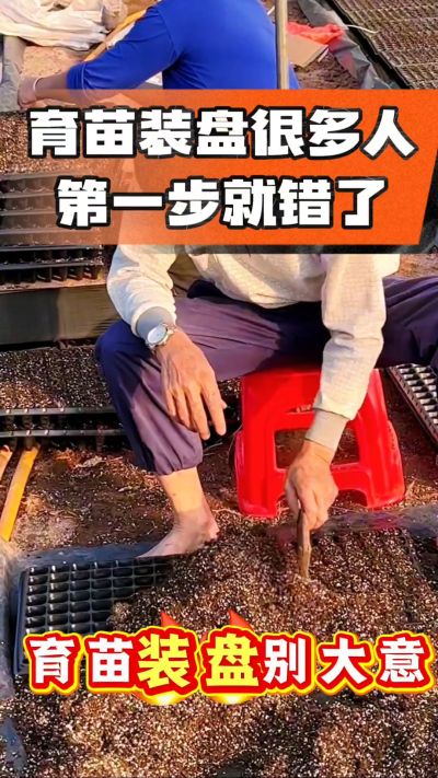 烤烟育苗基质装盘，一步做对，出苗整齐又壮苗！装盘技巧记牢，少走弯路，育苗更省心
