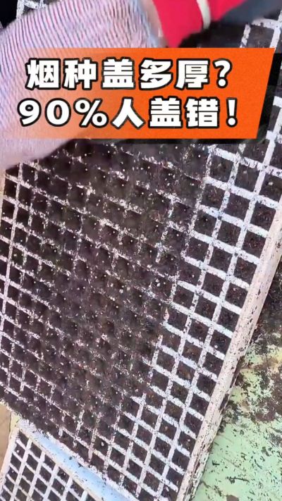 烟种盖多厚？90%烟农都盖错！薄盖才出苗齐、不闷种，烤烟育苗关键一步，照着做就对了