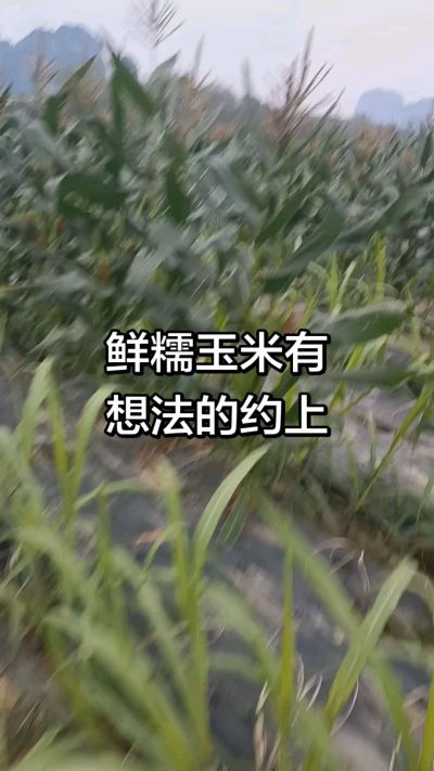 农户种植的白糯玉米大量上市，助农帮农在行动