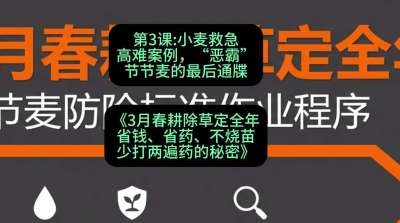 第3节：小麦救急高难案例，&ldquo;恶霸&rdquo;节节麦的最后通牒，课程：《3月春耕除草定全年：省钱、省药、不烧苗、少打两遍药的秘密》
