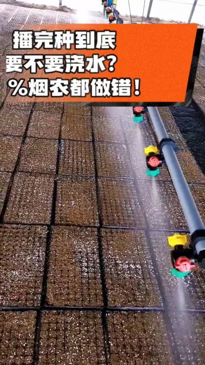 烤烟播完种一定要浇透底水，喷雾慢浇、别大水冲，盘底漏水才算到位，出苗又齐又壮！#烤烟育苗 #烤烟种植 #烟农干货 #育苗技术