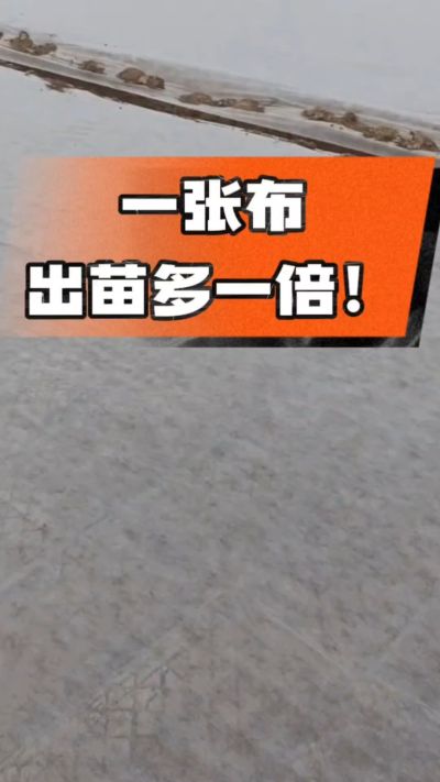 烤烟育苗盖无纺布，保温保湿出苗齐，不烂种、出苗快，烟农必备小技巧！