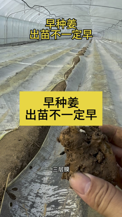 早种姜，出苗不一定早！