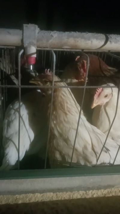 这鸡群在怪叫，怪叫的原因是痰化黏着，形成的比呼噜更重的一种呼吸道。其病因为肺中有热，热灼而痰黏，从而引起的怪叫。