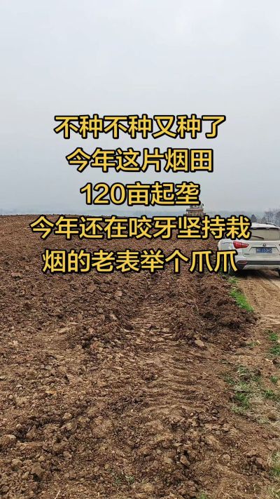 不种不种又种啦，还在咬牙坚持栽烟的老表集合啦！