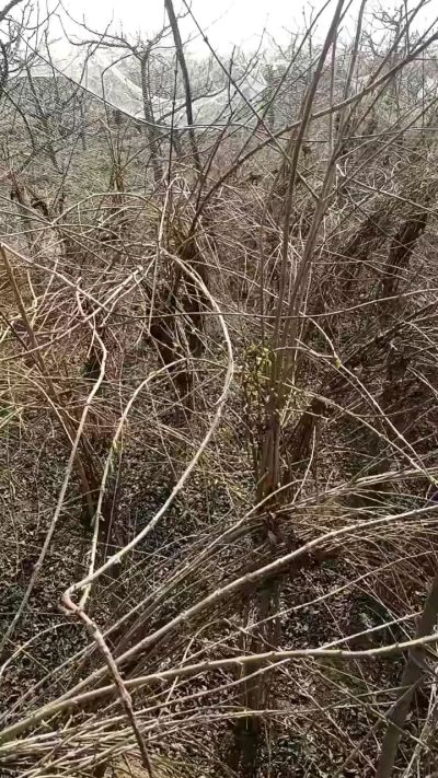 出售药用连翘苗，科研五号优质种苗，2/5年苗，药用连翘树，挂果树，全国包邮到家！财富密码18534302961出售药用连翘苗，科研五号优质种苗，2/5年苗，药用连翘树，挂果树，全国包邮到家！财富密码1