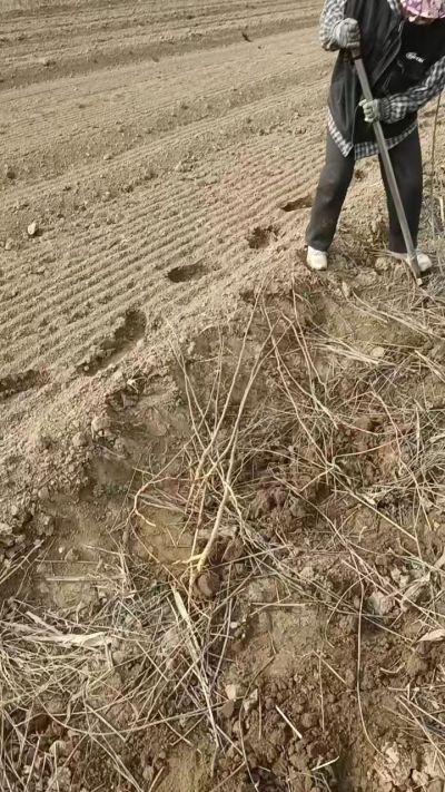 臭椿苗，一年籽播苗，地径0.5/1公分以上。需要联系18534302961