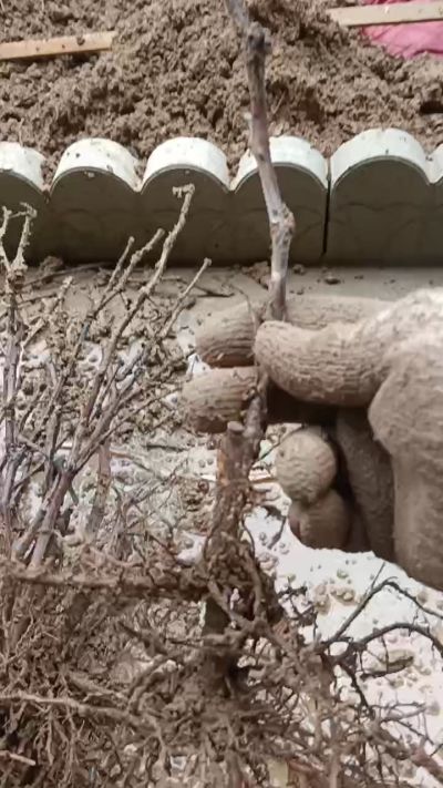 出售，巨峰葡萄苗。药用连翘苗，科研五号优质种苗，2/5年苗，药用连翘树，挂果树，全国包邮到家！财富密码18534302961