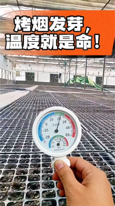 老烟农都懂：发芽温度不对，后期再管都白费！