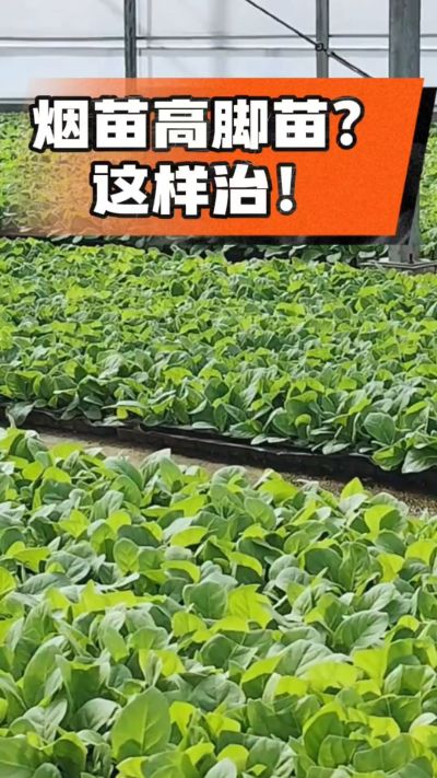 烤烟齐苗期管理关键：精准控温，防高脚苗，培育壮苗好上手！