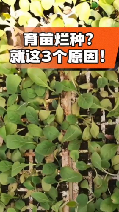 烤烟育苗烂种？3个原因讲清楚！消毒、控水、控温，做到就苗齐苗壮🔥
#烤烟育苗 #烤烟种植 #烂种防治 #烟农