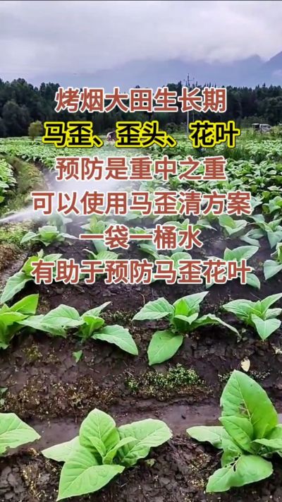 烤烟大田生长期，马歪歪头花叶预防是重中之重，可以使用马歪清方案，一袋一桶水，有助于预防马歪花叶。
烤烟管理早做一步，后期少操心！#烤烟种植#烤烟管理#烤烟大田管理#烤烟病害防治