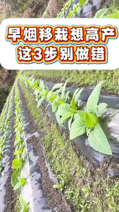早烟移栽想高产，这3步是关键！深栽不露茎、土压结实根、浇透定根水，做好这几点，烟苗缓苗快、根系旺，后期少操心～