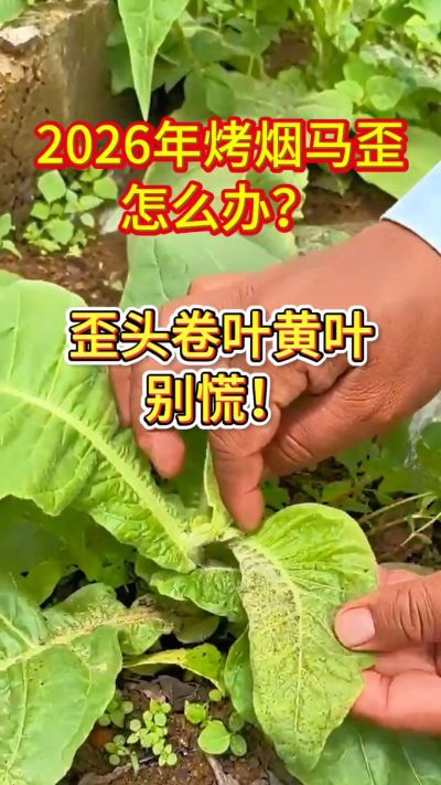 烤烟管理关键期，马歪、卷叶、黄叶这样管！
用法简单，成本不高，烟农都在用。
需要正品渠道，私信我获取！
关注收藏，烤烟高产不迷路！