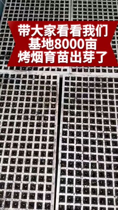 烟农日常  老表你那边今年苗子出的怎么样#烤烟种植技术与管理 #烤烟育苗 #三农