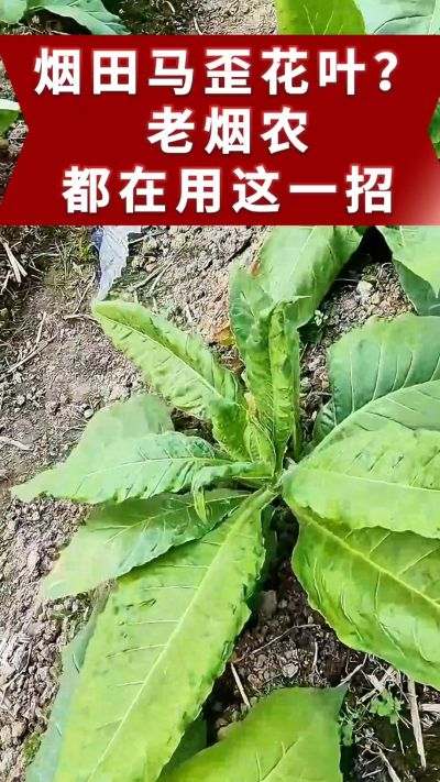 烤烟马歪、花叶不用愁！老烟农都在用的土方法，预防效果好。想了解用法的评论区留言。 #烤烟管理 #烤烟病害 #烤烟马歪 #烤烟花叶病
