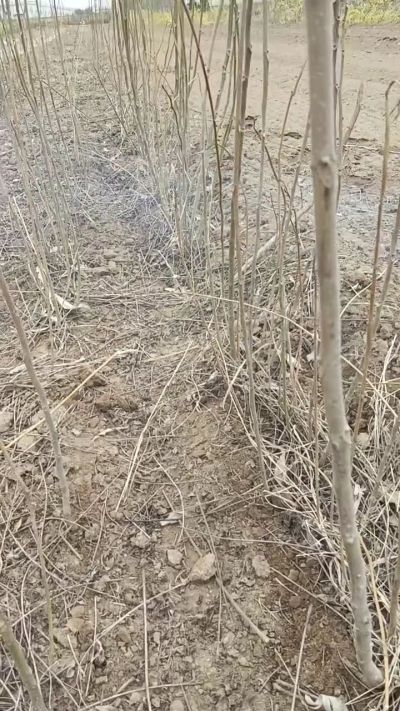 臭椿苗，一年籽播苗。需要联系18534302961