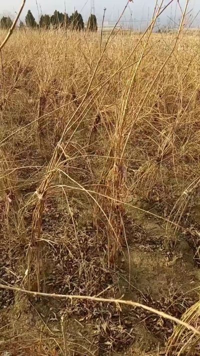 出售药用连翘苗，科研五号优质种苗，2/5年苗，药用连翘树，挂果树，全国包邮到家！财富密码18534302961出售药用连翘苗，科研五号优质种苗，2/5年苗，药用连翘树，挂果树，全国包邮到家！财富密码1