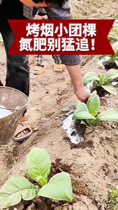 烤烟小团棵期管理要点：氮肥别猛追，少氮多钾更稳健。分享实用种植技巧，帮你种好烤烟，管理更省心！