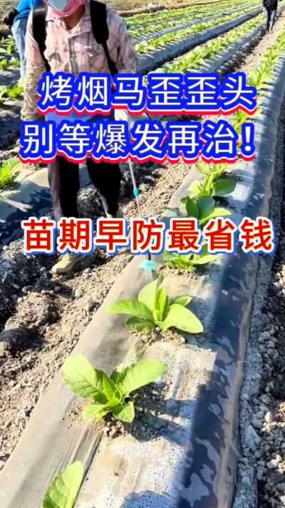 烤烟防马歪，苗期早防，省钱又省心。