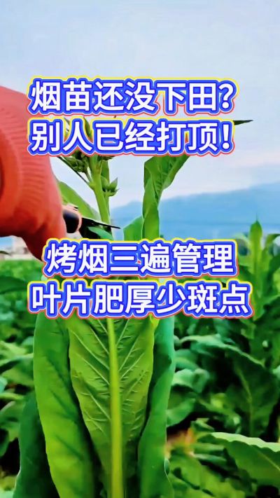 烤烟种植经验交流，有问题可私信了解。