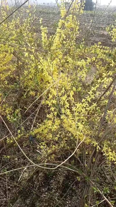 出售药用连翘苗，科研五号优质种苗，2/5年苗，药用连翘树，挂果树，全国包邮到家！财富密码18534302961