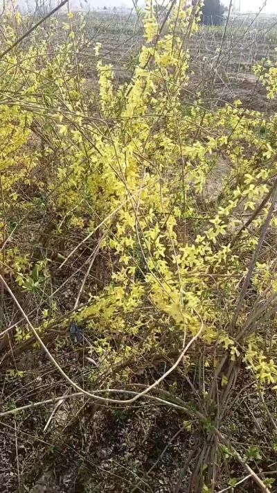 出售药用连翘苗，科研五号优质种苗，2/5年苗，药用连翘树，挂果树，全国包邮到家！财富密码18534302961