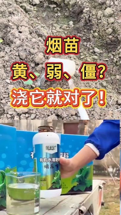 烟苗弱黄僵？浇烟乐多，生根壮苗长势稳。用法用量不懂私信我，免费教你正确使用。